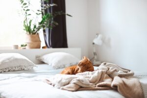 cat on bed in apartment